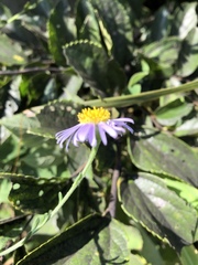 Aster shimadae
