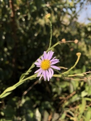 Aster shimadae