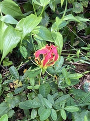 Gloriosa