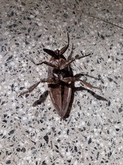 Lethocerus maximus