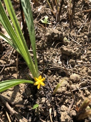 Curculigo orchioides