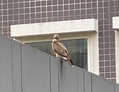 Buteo buteo