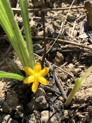 Curculigo orchioides
