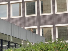 Buteo buteo