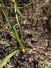 Curculigo orchioides