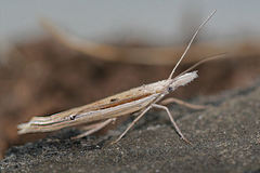 Ypsolopha mucronella