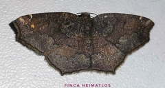 Eustenophasma constricta