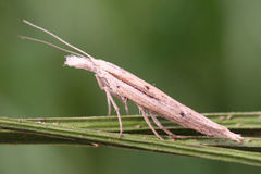 Ypsolopha mucronella