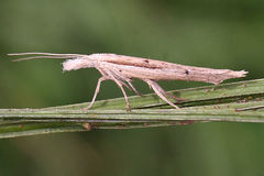 Ypsolopha mucronella