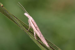 Ypsolopha mucronella