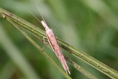 Ypsolopha mucronella
