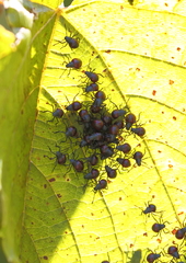 Alcaeorrhynchus grandis