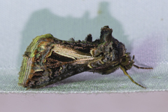 Thysanoplusia lectula