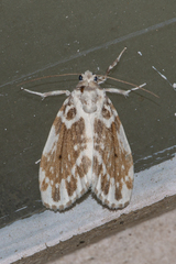 Pseudoadites frigida