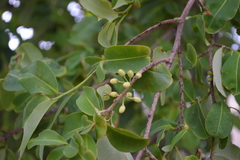 Erythroxylum areolatum