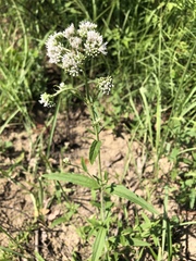 Eupatorium lindleyanum