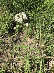 Eupatorium lindleyanum
