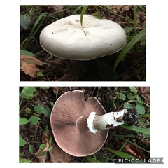 Agaricus buckmacadooi