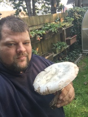 Agaricus buckmacadooi