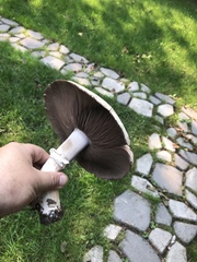 Agaricus buckmacadooi
