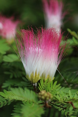 Calliandra surinamensis