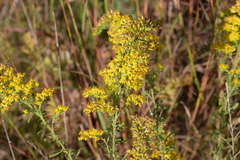 Solidago nemoralis decemflora