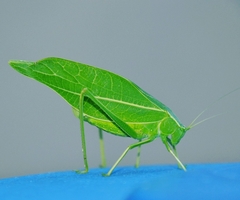 Trigonocorypha unicolor