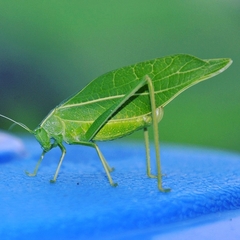 Trigonocorypha unicolor