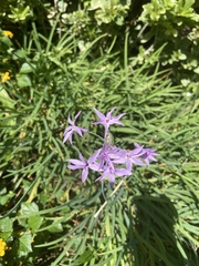 Tulbaghia violacea