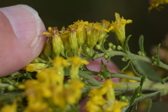 Solidago nemoralis decemflora