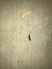 Euborellia annulipes