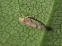 Linnavuoriana decempunctata