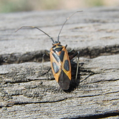 Calocoris nemoralis