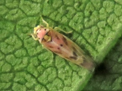 Linnavuoriana decempunctata