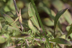 Solidago nemoralis decemflora
