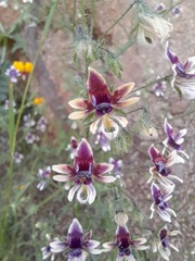 Schizanthus parvulus