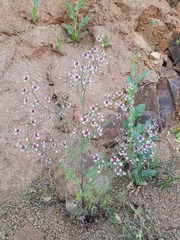 Schizanthus parvulus