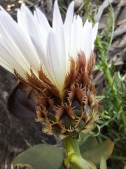 Plectocephalus chilensis