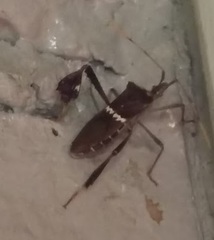 Leptoglossus zonatus