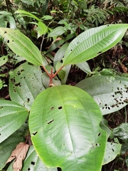 Miconia astroplocama