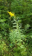 Solidago canadensis canadensis
