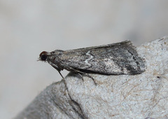 Alpheias transferens