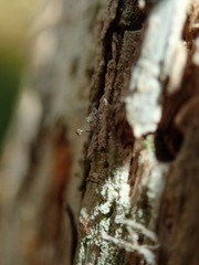 Chaenotheca stemonea