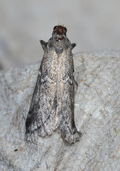 Alpheias transferens