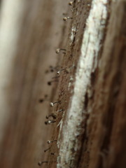 Chaenotheca stemonea