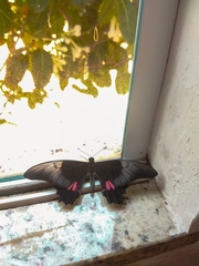 Heraclides anchisiades capys