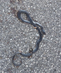 Hierophis viridiflavus carbonarius