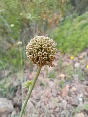 Asteriscium chilense