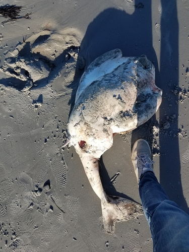Western Atlantic Torpedo photographed in Maine
