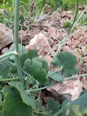 Asteriscium chilense